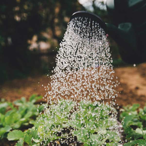 Ar bradenn recuperation eaux de pluie jardin