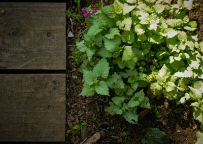 ar bradenn conception jardin sur mesure (10)