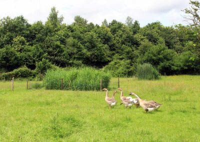 phytoepuration assainissement naturel landivisiau ar bradenn 10