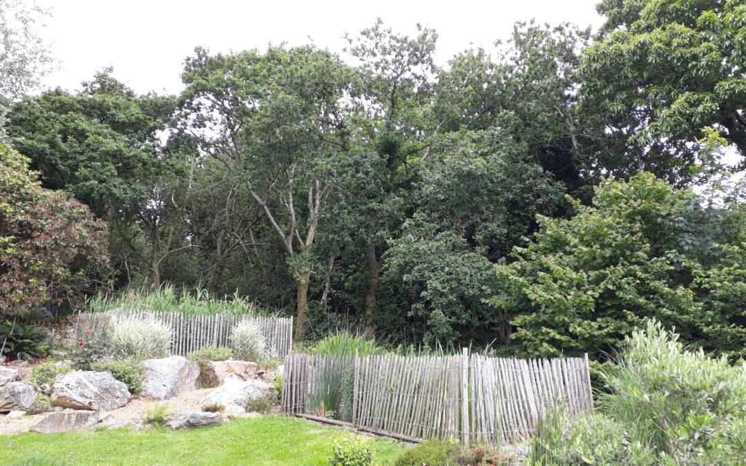 Phytoépuration et permaculture : des solutions complémentaires pour un habitat durable
